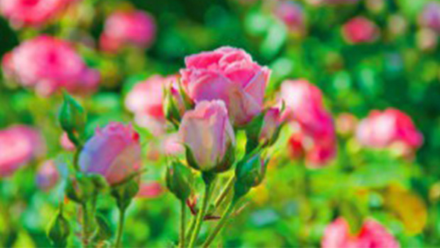 Patsy Durack's rose garden
