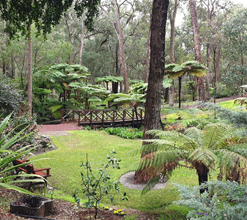 Forest Bathe - Araluen Botanic Park