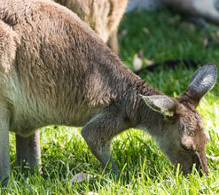 Image of kangaroos
