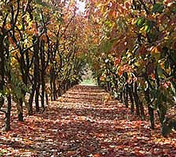 Random orchard image