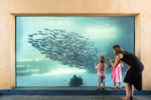 Image for AQWA - The Aquarium of Western Australia
