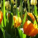 Araluen tulips image